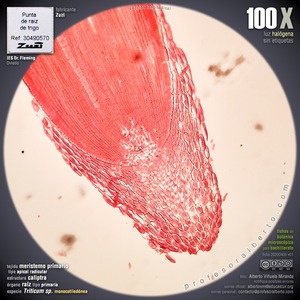 Meristemo apical radicular